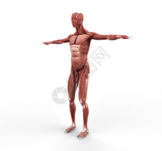 男肌肉解剖侧视图图片