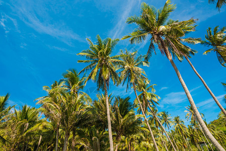 以椰子棕榈为奇特角度观察热带背景的美景图片