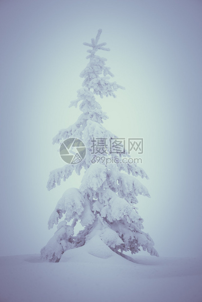 野生圣诞树枝上新鲜雪彩图片