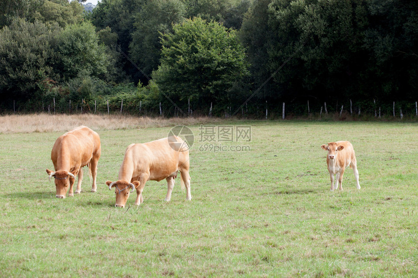 草地上漂亮的棕色小牛和别的图片