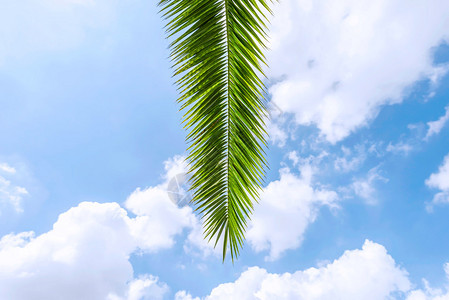 蓝天下的棕榈树叶图片
