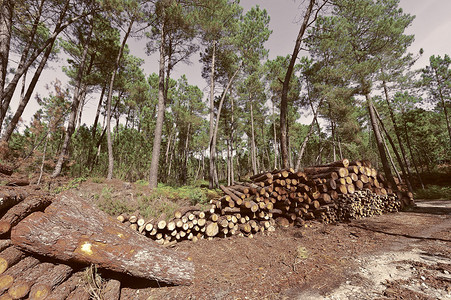 在葡萄牙森林的伐木图片