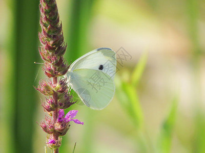 一只白蝴蝶的视图图片