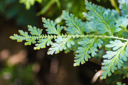 植物园中的观赏蓝绿叶图片