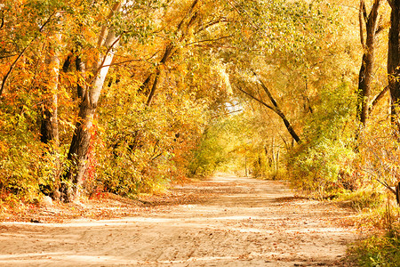 穿过秋天森林的小路秋天的风景图片