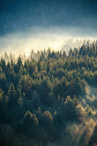 在自然保护区的山斜坡上雾松树林图片