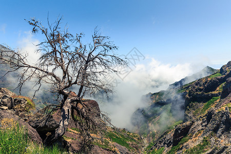 云层之上山中的老干树图片
