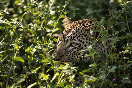 藏在灌木丛中的豹子坦桑图片