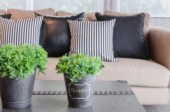 现代客厅和现代沙发桌上的植物花瓶图片