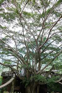 大树上的咖啡馆和人行索桥图片