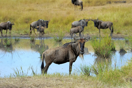 Wildebeest肯尼亚国图片