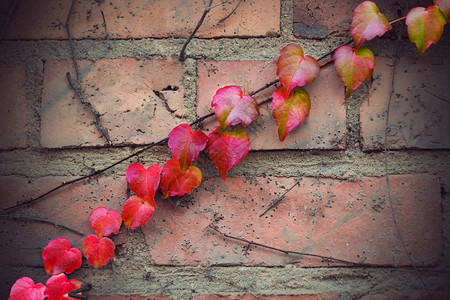 秋天爬上旧砖墙上的红叶图片