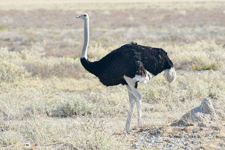 Ostrich在纳米比亚Etosha图片