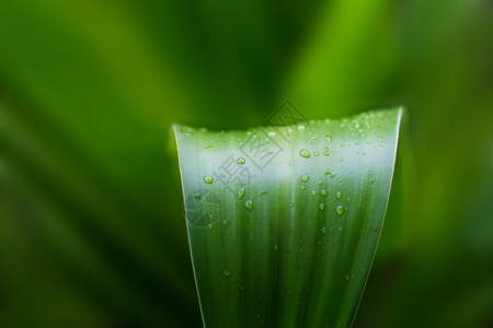 雨后热带自然的新鲜绿植物叶柔图片