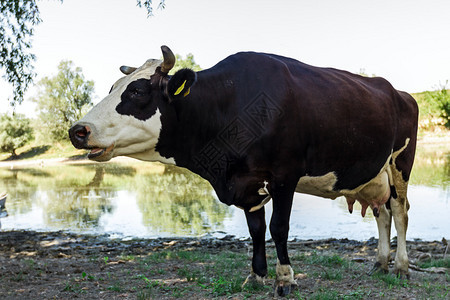 牛看着相机背景是河流的肖像图片