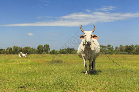 牛在蓝天牧场图片