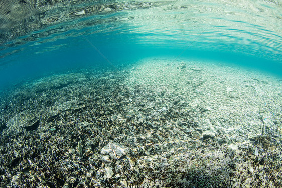 印度尼西亚科莫多公园的一个浅珊瑚礁被风暴海浪摧毁这个热带地区以其丰富的海洋生物多样和美丽健康的图片