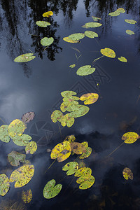 荷花在秋天的池塘上落叶图片