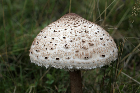 草原上的抛物线蘑菇马洛图片