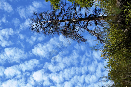 多云的天空背景上的老树背景图片