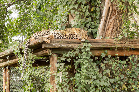 一只豹子睡在肯尼亚内罗毕图片