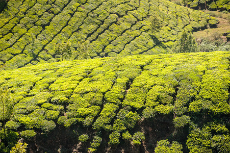 印度喀拉邦绿色茶叶种植图片