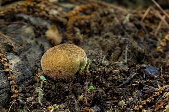 生长在森林地面的小蘑菇图片