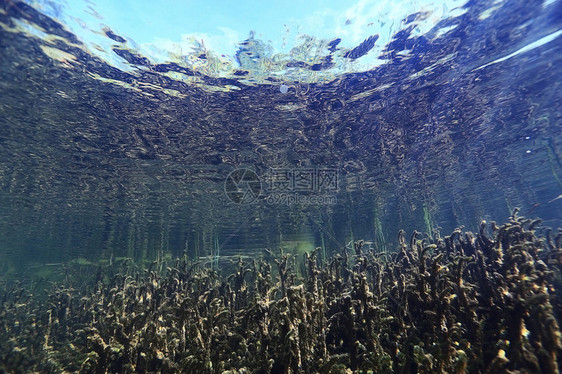 在河里潜水的下风景图片