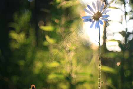 大自然中美丽的洋甘菊背景图片