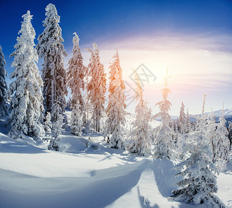 冬天景观树大雪纷飞图片