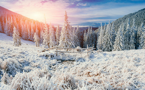 吉林雾凇神奇的冬天白雪覆盖的树背景