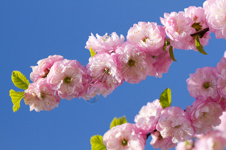 春日盛开的粉红色樱花图片