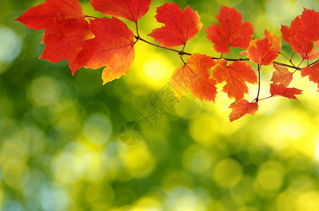 秋天树叶背景背景模图片