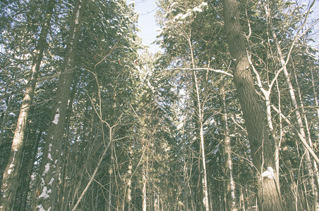 在冬季森林的雪中最顶图片