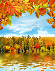 秋天的风景森林和秋天的树叶图片