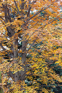 秋季大灰树背景图片