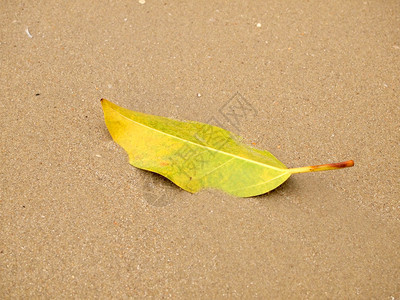 沙滩上的绿叶下落图片