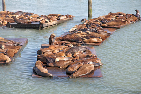 一群海狮坐在浮桥上图片