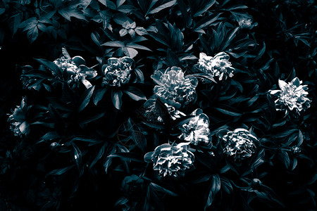 黑白两色的小豆花和叶子用谷物粉饰图片