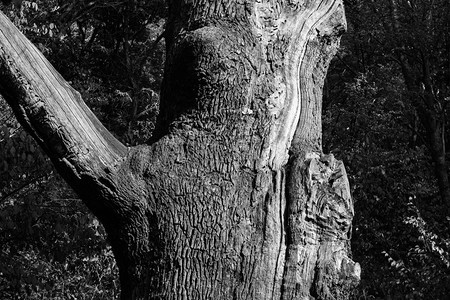 绿树背景下的千年老干橡树图片