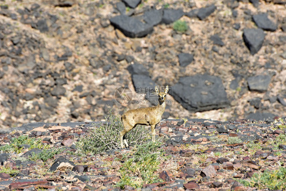 非洲纳米比亚鱼河峡谷中的年轻跳羚它是非图片