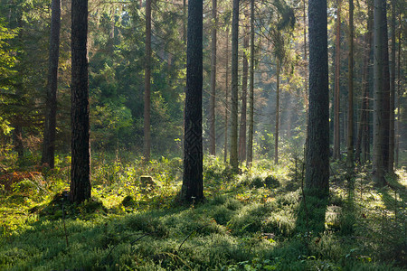 太阳光照在松树和芽树之间进入森林图片