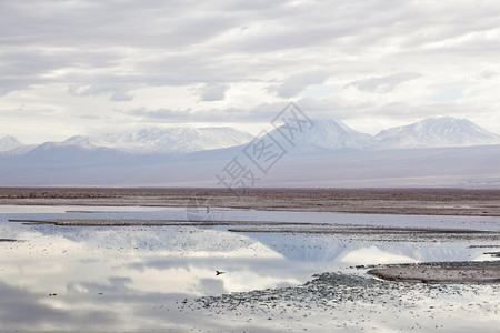 智利北部SalarA图片