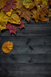 Wood秋季背景可图片