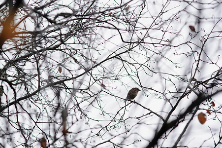 深秋空树枝上孤独的麻雀图片