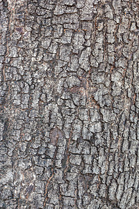 纹理背景一棵老树的皮图片