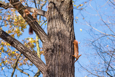 秋季公园树上的两只红松鼠图片
