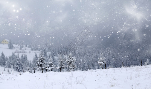 与白雪皑的松树林的圣诞背景图片