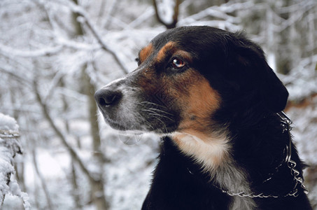 雪中猎狗图片