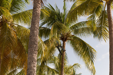 在瓜德罗普岛采椰子的图片